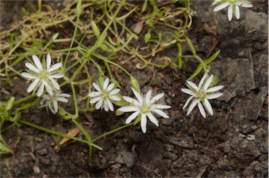 APII jpeg image of Stellaria angustifolia subsp. angustifolia  © contact APII