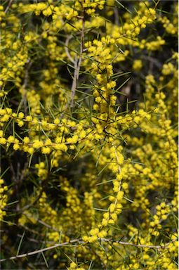 APII jpeg image of Acacia colletioides  © contact APII