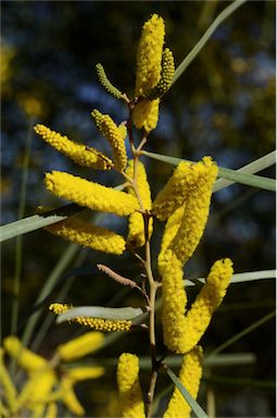 APII jpeg image of Acacia doratoxylon  © contact APII