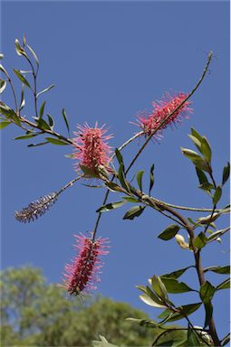 APII jpeg image of Grevillea gillivrayi  © contact APII