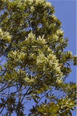 APII jpeg image of Grevillea baileyana  © contact APII