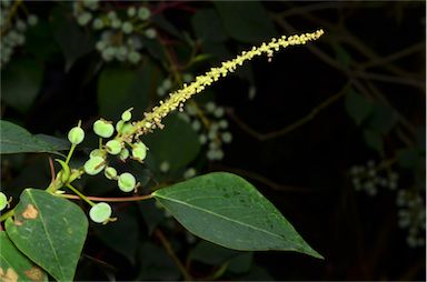 APII jpeg image of Homalanthus populifolius  © contact APII