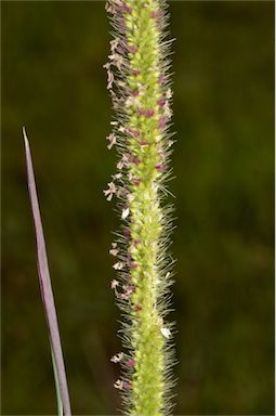 APII jpeg image of Setaria sphacelata  © contact APII