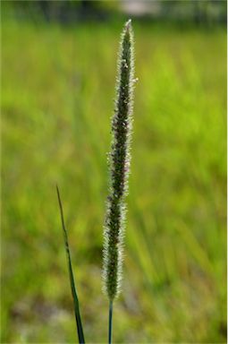 APII jpeg image of Setaria sphacelata  © contact APII