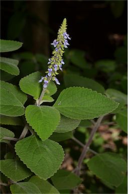 APII jpeg image of Plectranthus  © contact APII