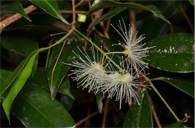 APII jpeg image of Syzygium paniculatum  © contact APII