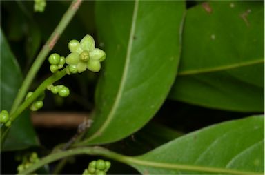 APII jpeg image of Endiandra floydii  © contact APII