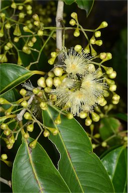 APII jpeg image of Syzygium tierneyanum  © contact APII