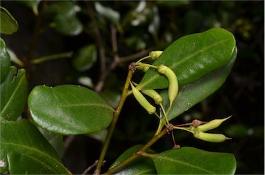 APII jpeg image of Aegiceras corniculatum  © contact APII