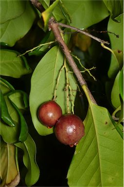 APII jpeg image of Corynocarpus rupestris subsp. arborescens  © contact APII