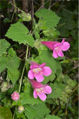 APII jpeg image of Lophospermum erubescens  © contact APII