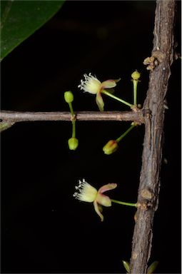 APII jpeg image of Samadera sp. Mt Nardi (B.L.Walker AQ330746)  © contact APII