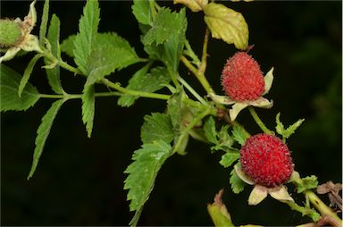 APII jpeg image of Rubus rosifolius var. rosifolius  © contact APII