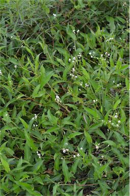 APII jpeg image of Persicaria strigosa  © contact APII
