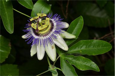 APII jpeg image of Passiflora caerulea  © contact APII