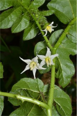 APII jpeg image of Solanum capsicoides  © contact APII