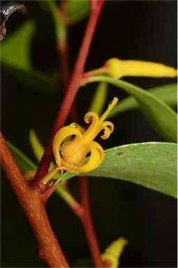 APII jpeg image of Persoonia adenantha  © contact APII