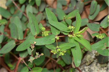 APII jpeg image of Euphorbia hyssopifolia  © contact APII