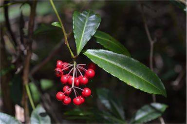 APII jpeg image of Ardisia crenata  © contact APII