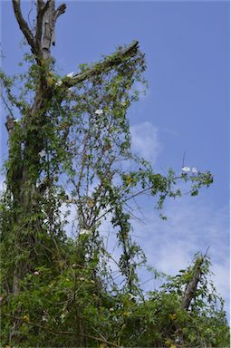 APII jpeg image of Ipomoea cairica  © contact APII