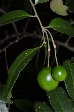 APII jpeg image of Capparis arborea  © contact APII