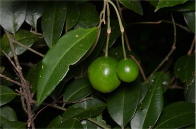 APII jpeg image of Capparis arborea  © contact APII