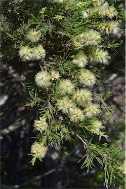 APII jpeg image of Callistemon sieberi  © contact APII