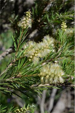 APII jpeg image of Callistemon sieberi  © contact APII