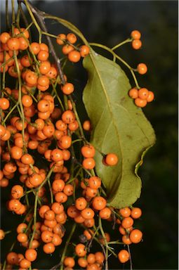 APII jpeg image of Ehretia acuminata  © contact APII