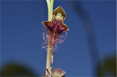 APII jpeg image of Calochilus russeus  © contact APII