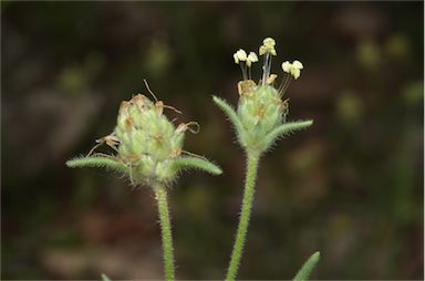 APII jpeg image of Plantago arenaria  © contact APII