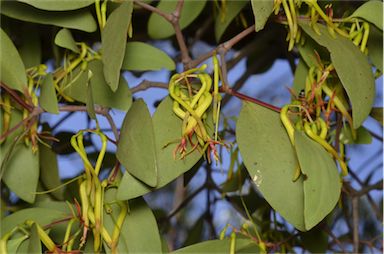 APII jpeg image of Muellerina eucalyptoides  © contact APII