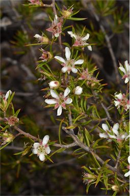 APII jpeg image of Leptospermum arachnoides  © contact APII