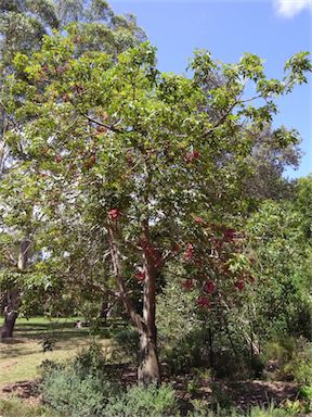 APII jpeg image of Brachychiton discolor x bidwillii  © contact APII