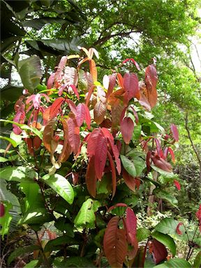 APII jpeg image of Syzygium erythrocalyx  © contact APII