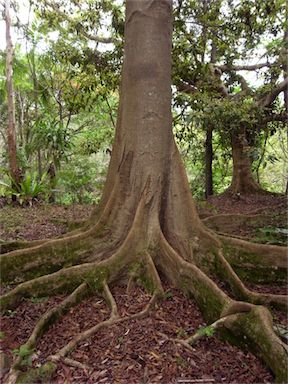 APII jpeg image of Elaeocarpus grandis  © contact APII