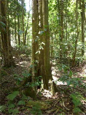 APII jpeg image of Planchonella australis  © contact APII