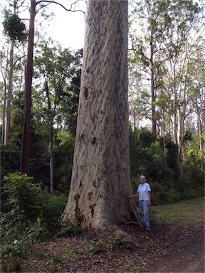 APII jpeg image of Corymbia maculata  © contact APII