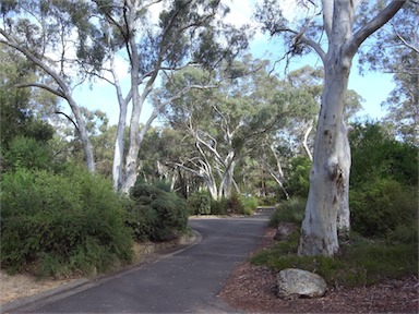 APII jpeg image of Eucalyptus mannifera  © contact APII
