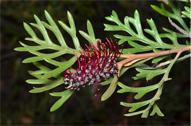 APII jpeg image of Grevillea beadleana  © contact APII