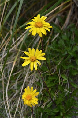 APII jpeg image of Senecio pectinatus var. major  © contact APII