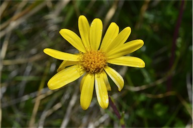 APII jpeg image of Senecio pectinatus var. major  © contact APII