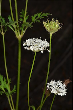 APII jpeg image of Trachymene composita var. composita  © contact APII