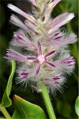 APII jpeg image of Ptilotus nobilis subsp. nobilis  © contact APII