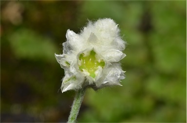 APII jpeg image of Ptilotus latifolius  © contact APII