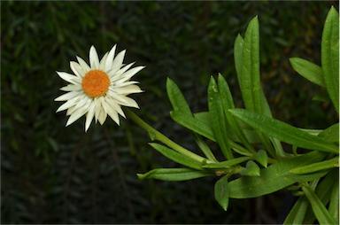 APII jpeg image of Xerochrysum 'Sophie's Delight'  © contact APII