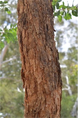 APII jpeg image of Corymbia peltata  © contact APII