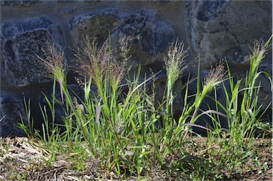 APII jpeg image of Panicum hillmanii  © contact APII