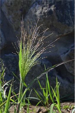 APII jpeg image of Panicum hillmanii  © contact APII