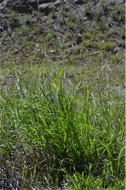 APII jpeg image of Eriochloa pseudoacrotricha  © contact APII